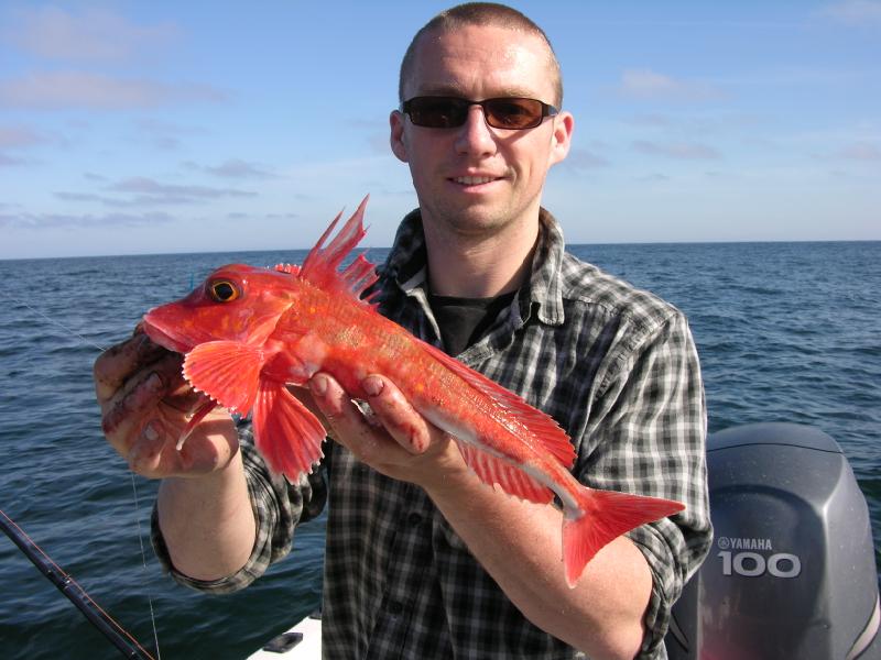 Fishing In Ireland - Angling Ireland Salt Water Fish - Gurnard Red