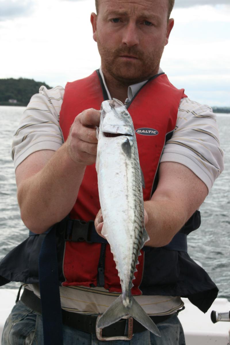 How to catch mackerel using a float, spinning or feathering.