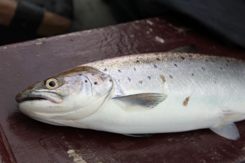 Identifying A Salmon, Irish Salmon, Kelt, Baggot, Springer, Smolt